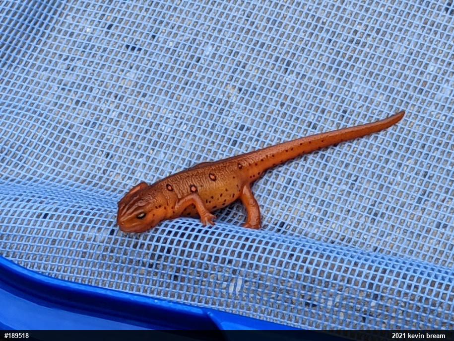 Red-spotted Newt