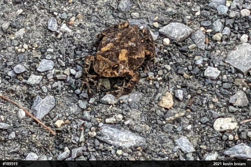 Eastern American Toad