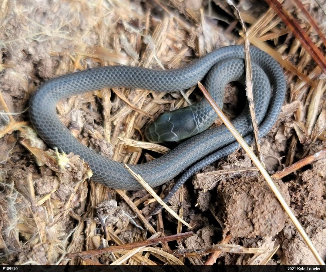 Smooth Greensnake