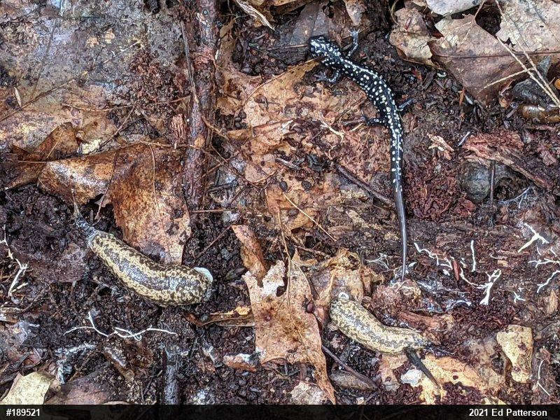 Northern Slimy Salamander