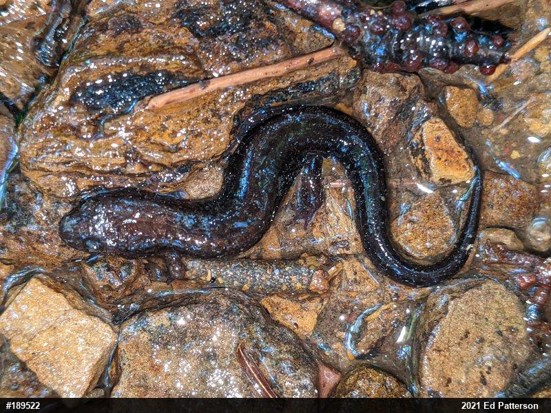 Allegheny Mountain Dusky Salamander