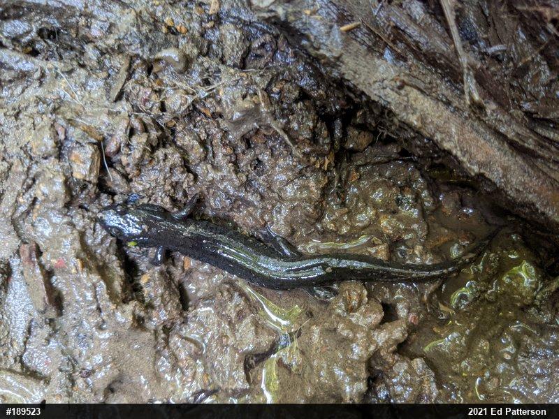 Northern Dusky Salamander