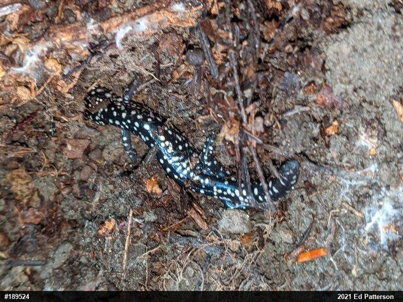 Northern Slimy Salamander