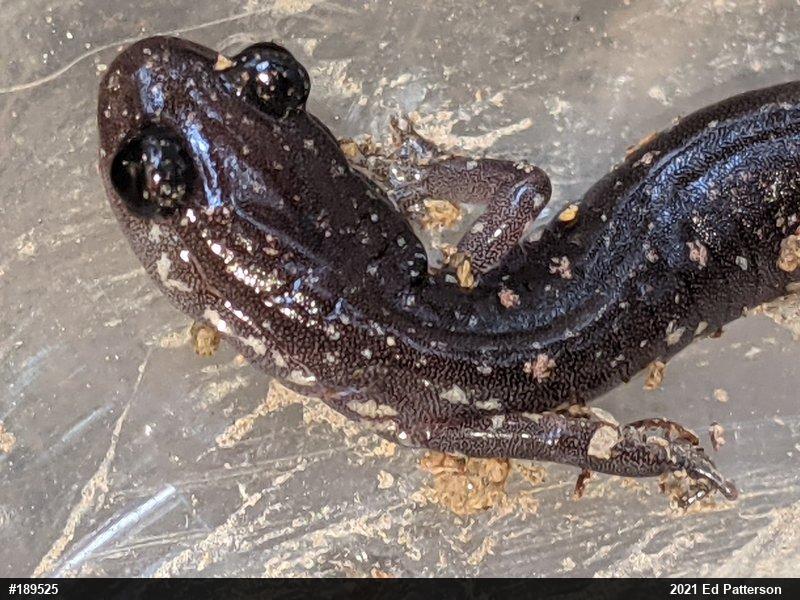Wehrle's Salamander