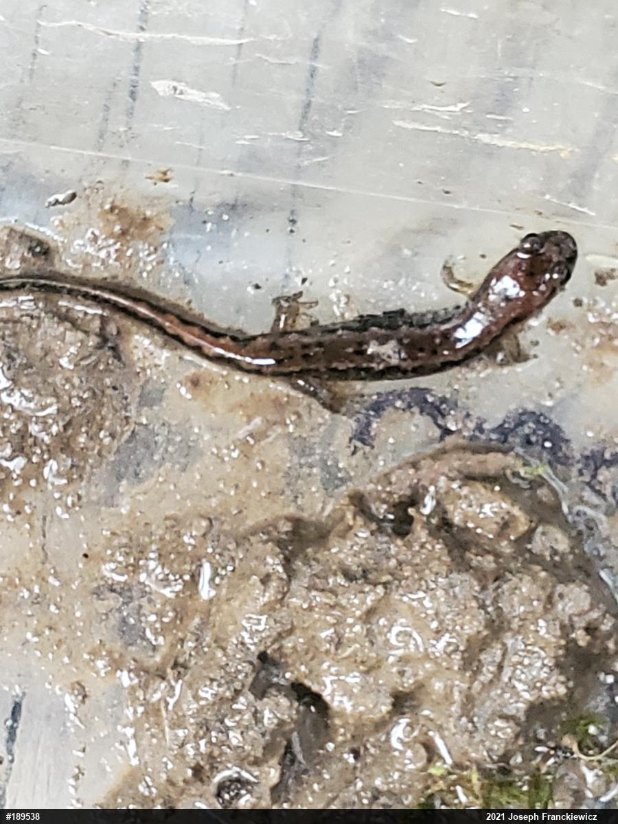 Northern Dusky Salamander