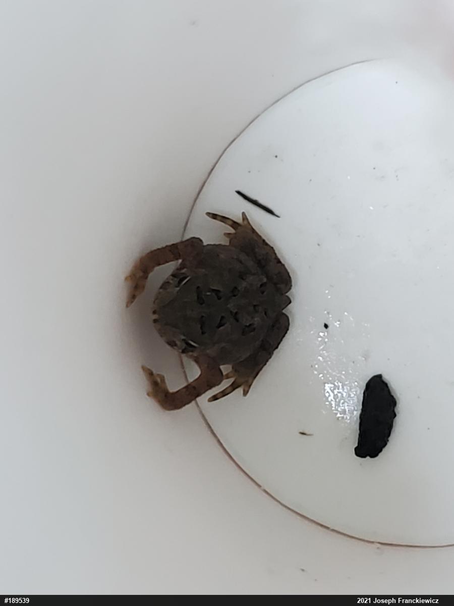 Eastern American Toad