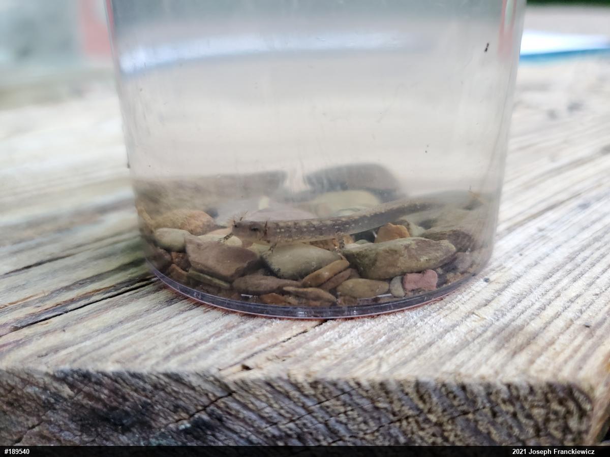 Northern Two-lined Salamander