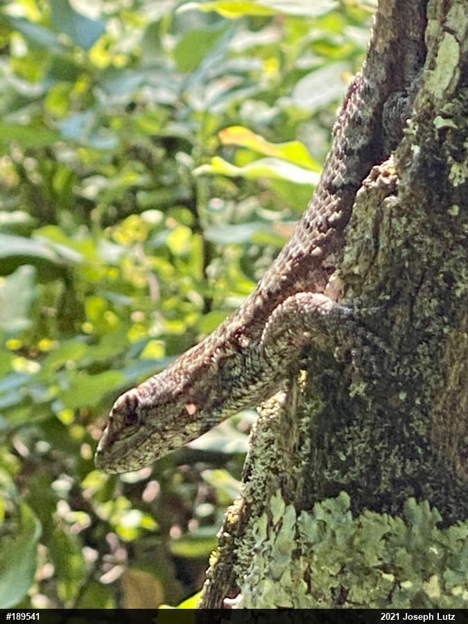 Eastern Fence Lizard