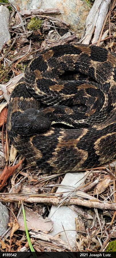 Timber Rattlesnake