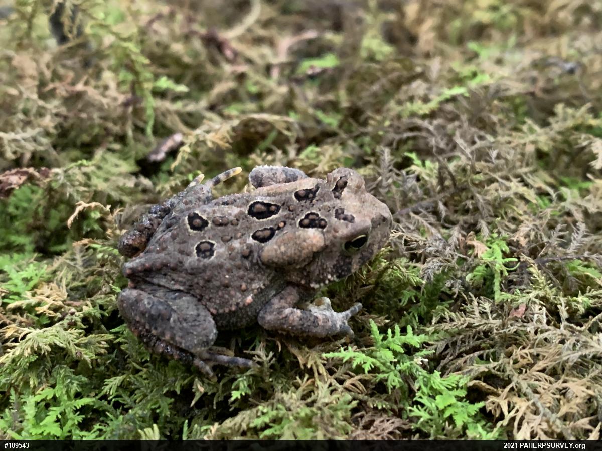 Eastern American Toad