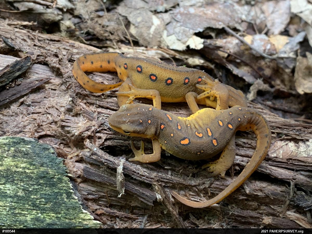 Red-spotted Newt