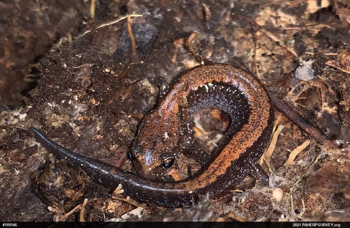 Eastern Red-backed  Salamander
