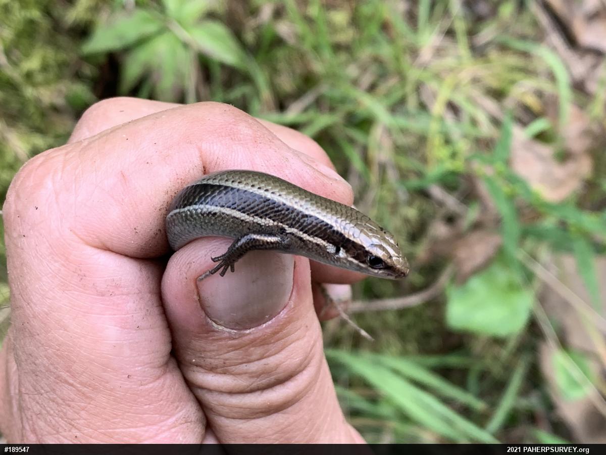 Northern Coal Skink