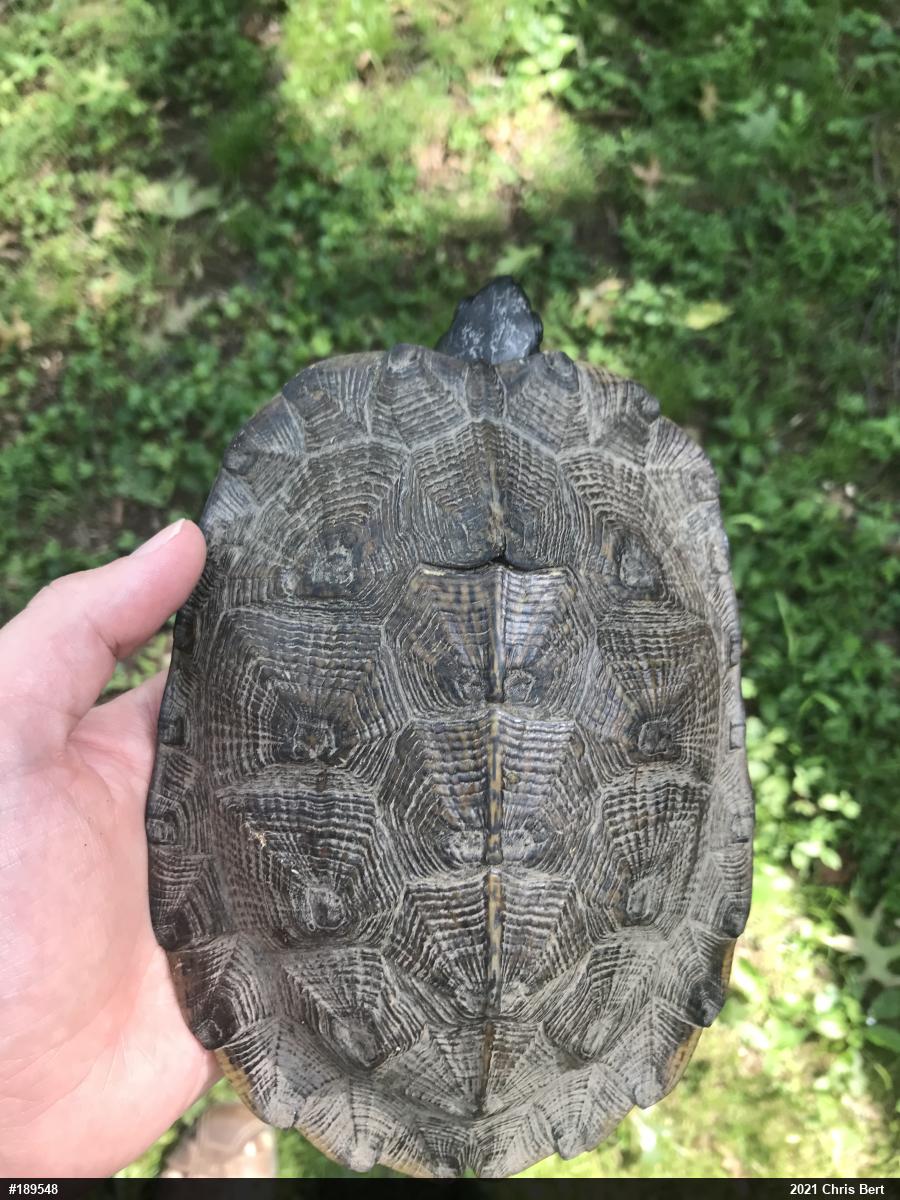 Wood Turtle