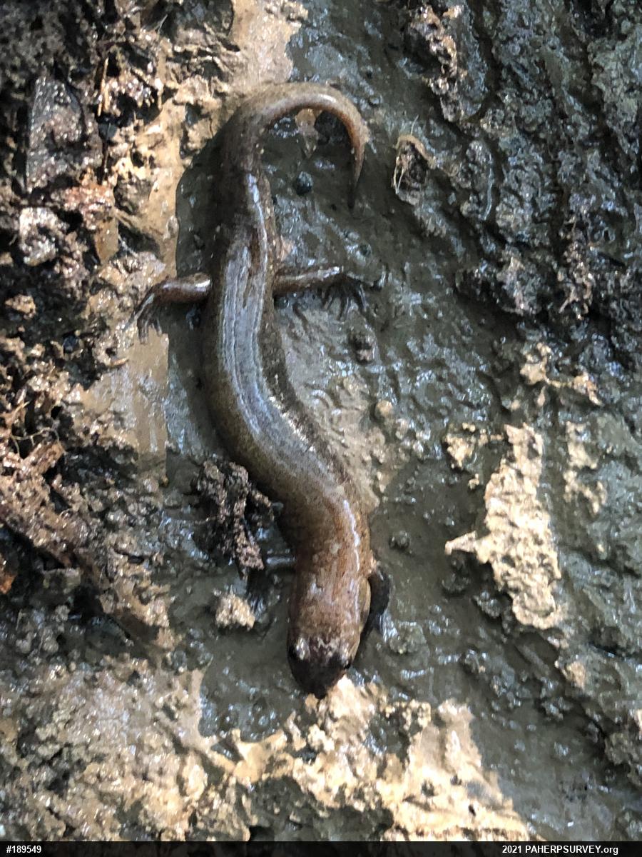 Northern Dusky Salamander