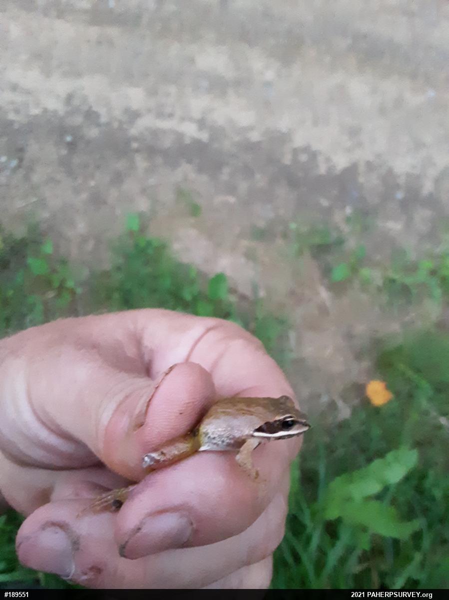 Wood Frog