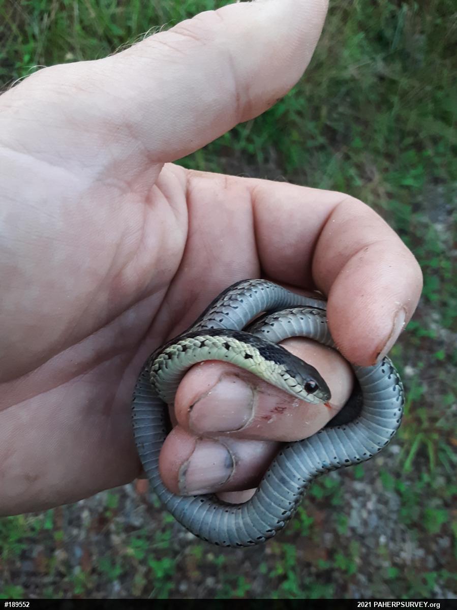 Eastern Gartersnake