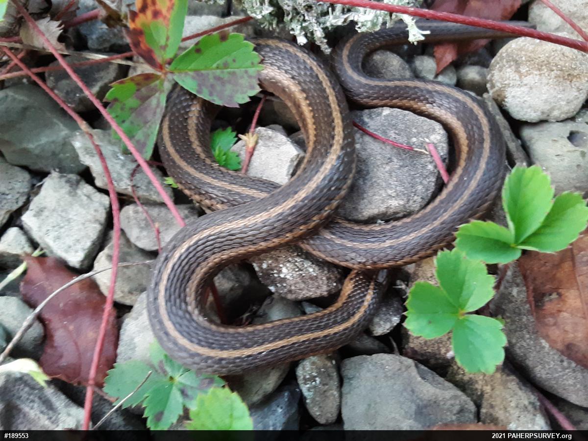 Shorthead Gartersnake