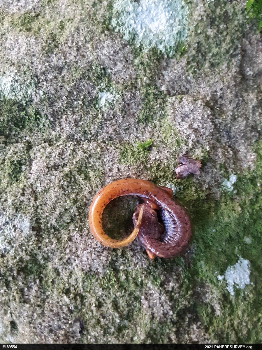 Four-toed Salamander