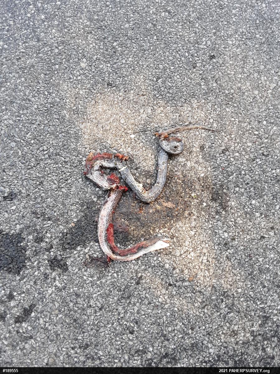Eastern Ratsnake