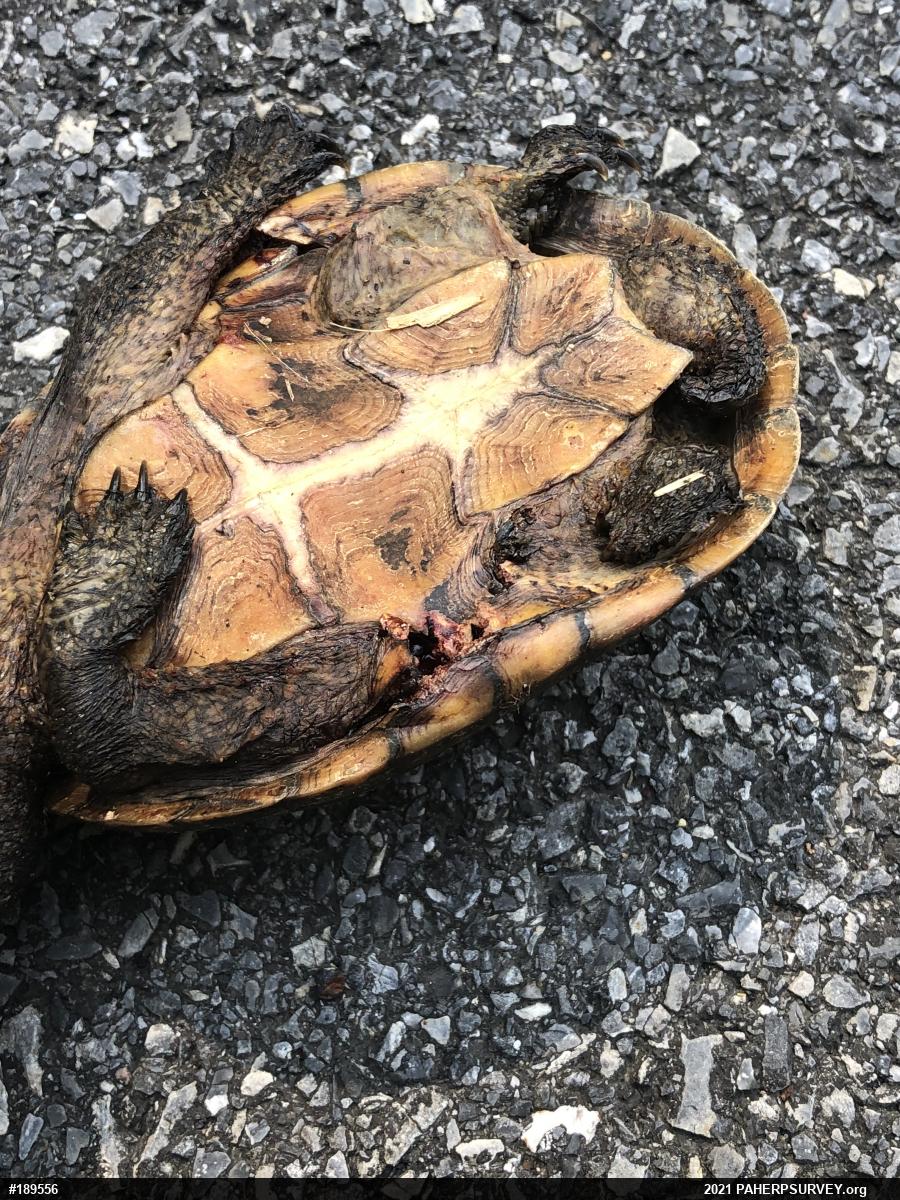 Eastern Musk Turtle