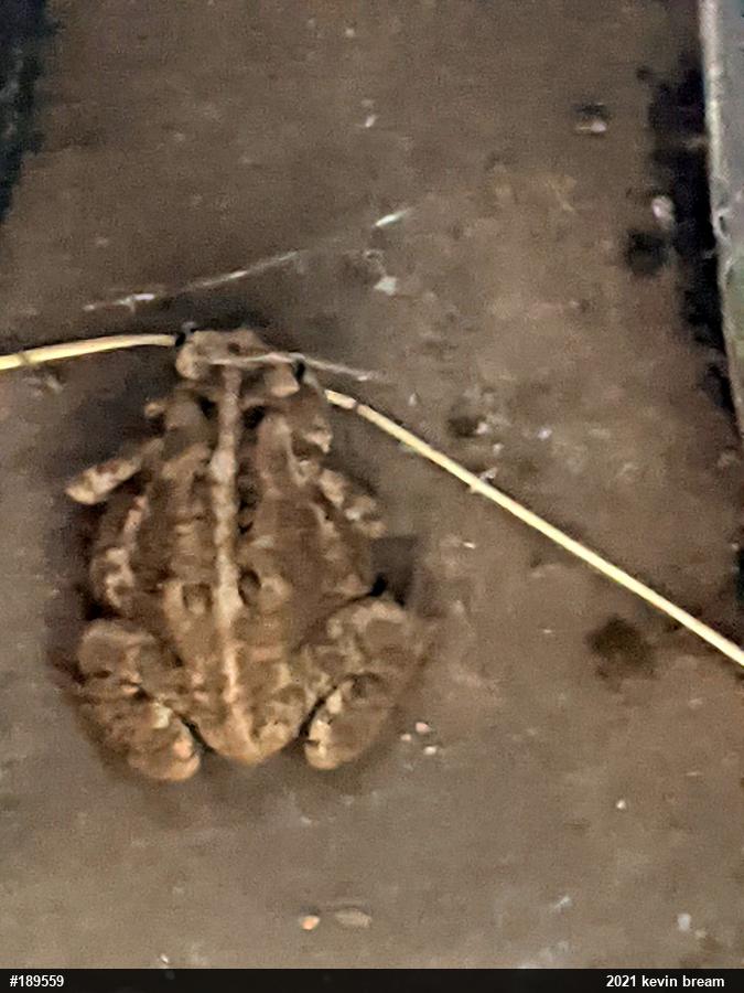Eastern American Toad