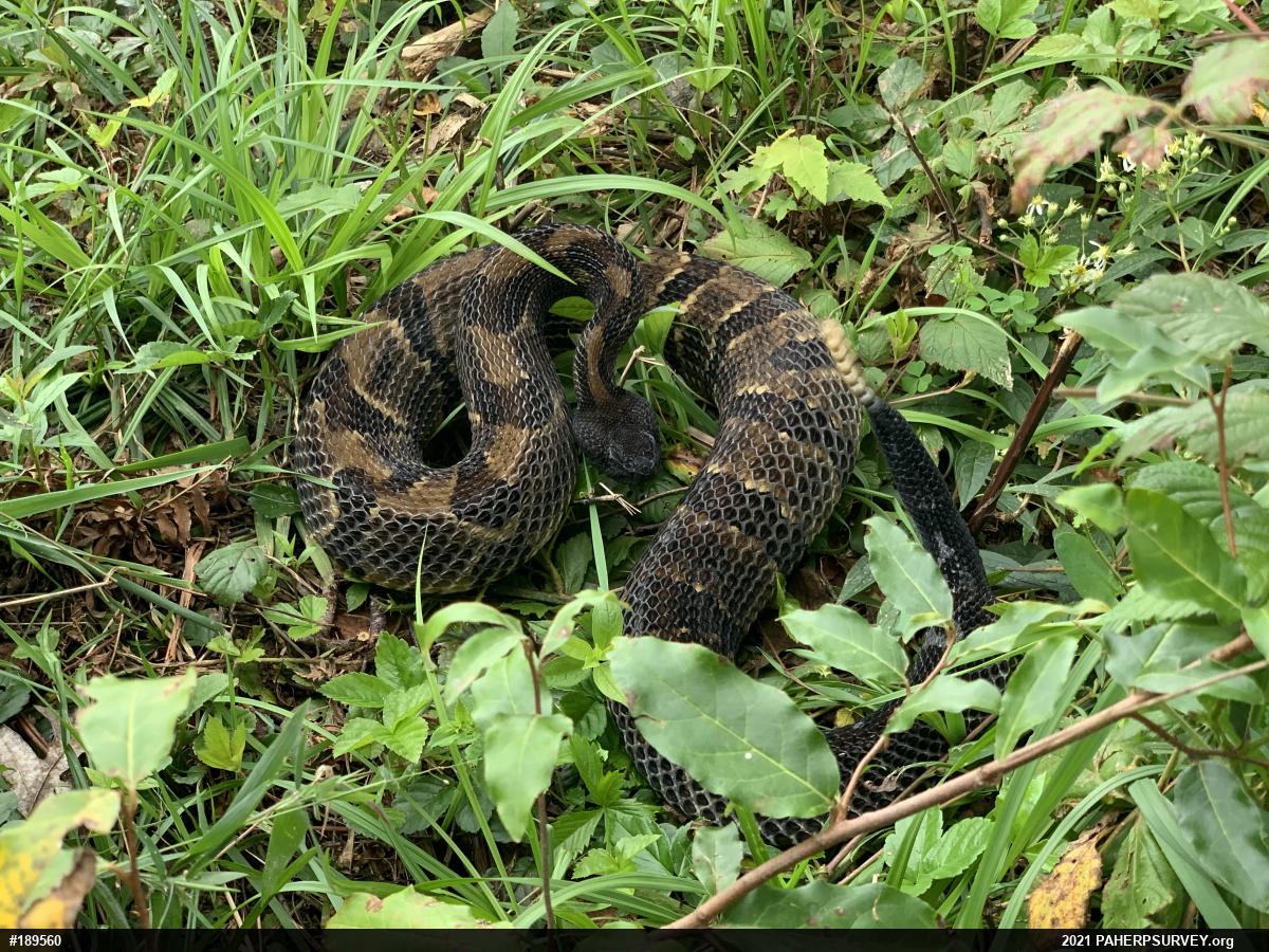 Timber Rattlesnake