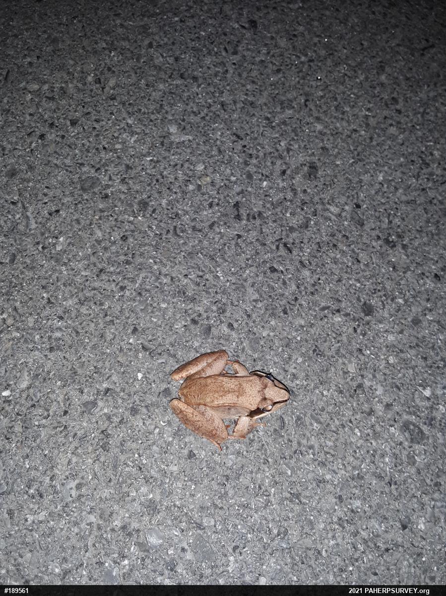 Wood Frog