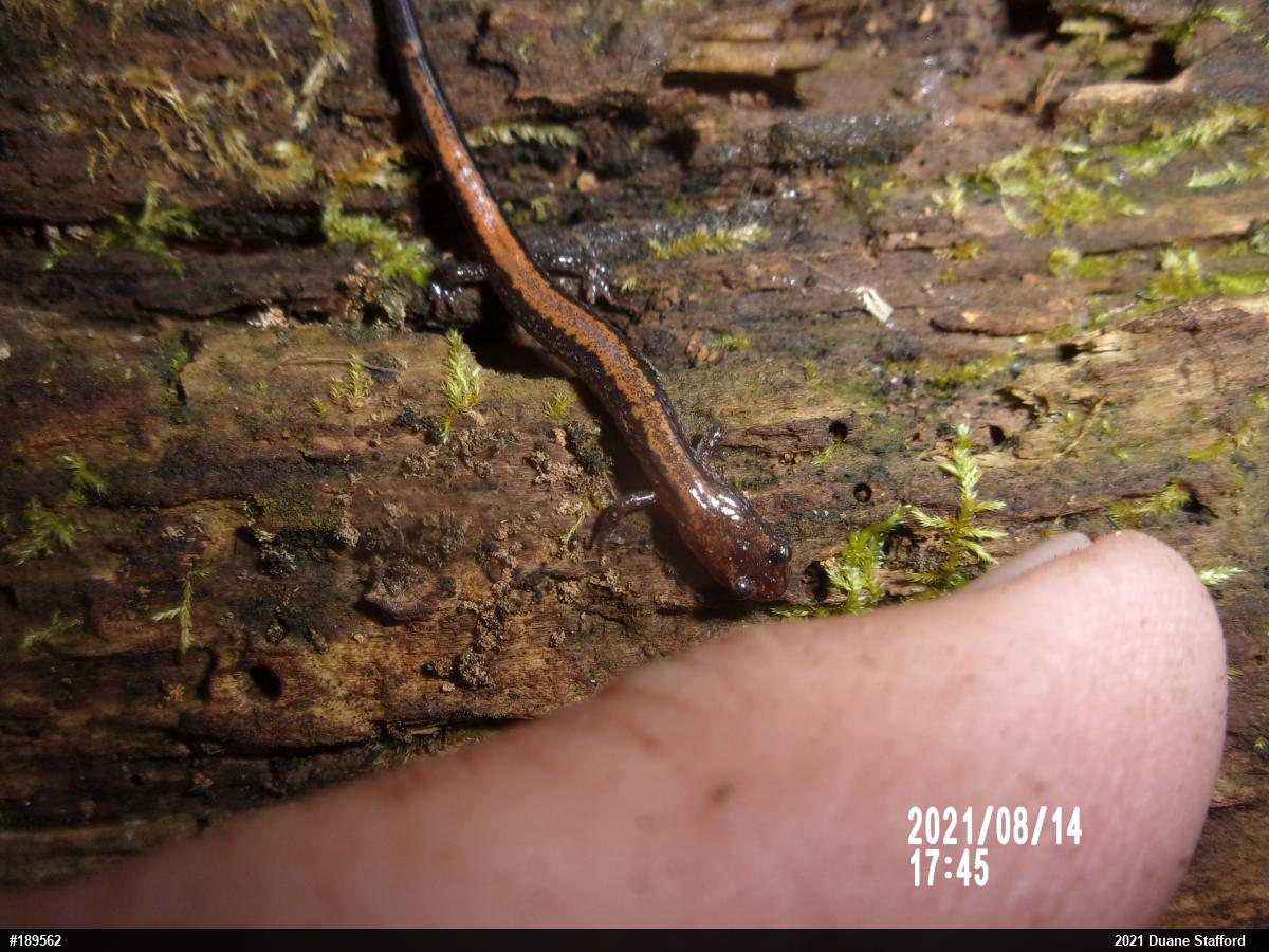 Eastern Red-backed  Salamander