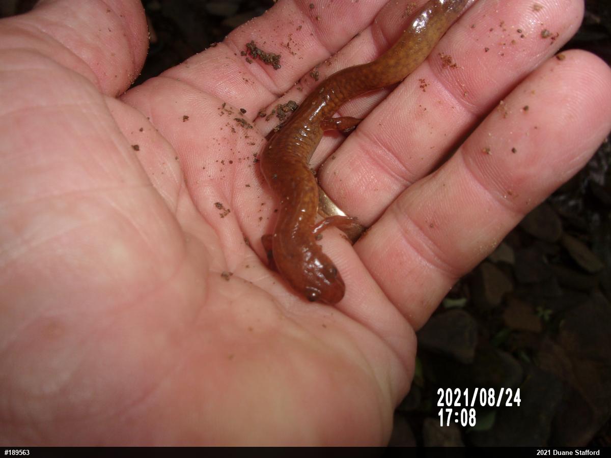 Northern Spring Salamander
