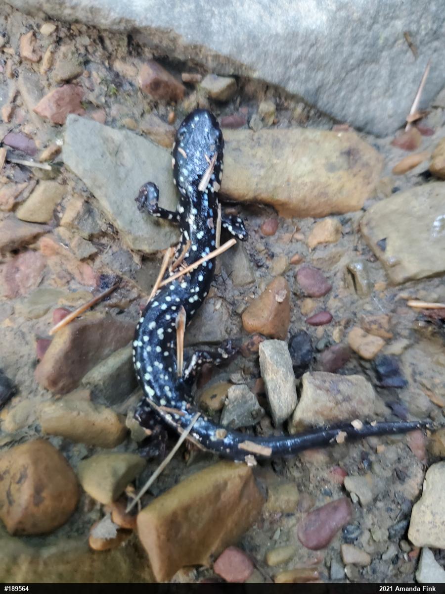 Northern Slimy Salamander