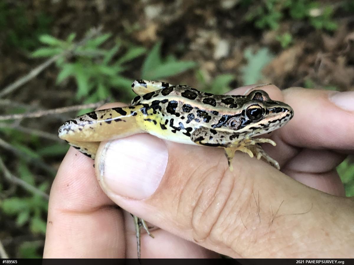 Pickerel Frog