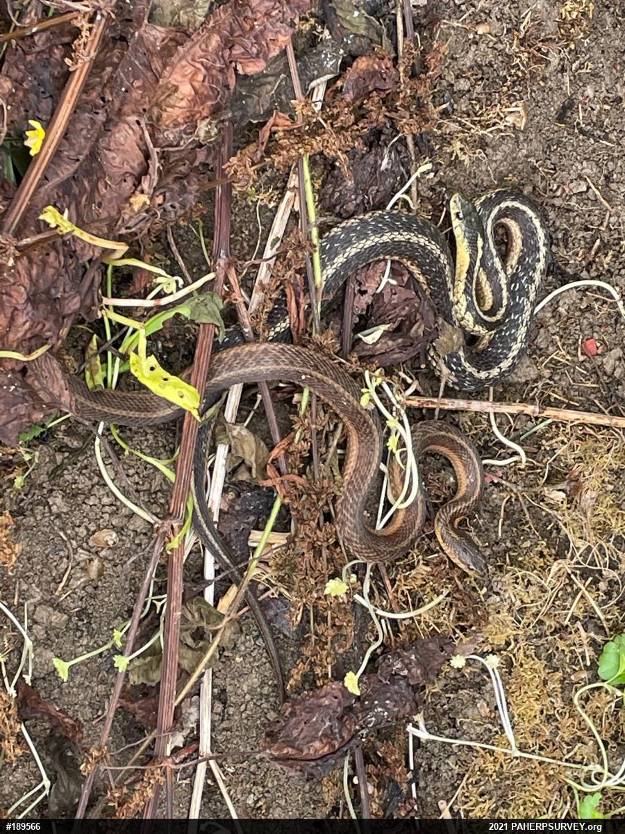 Eastern Gartersnake