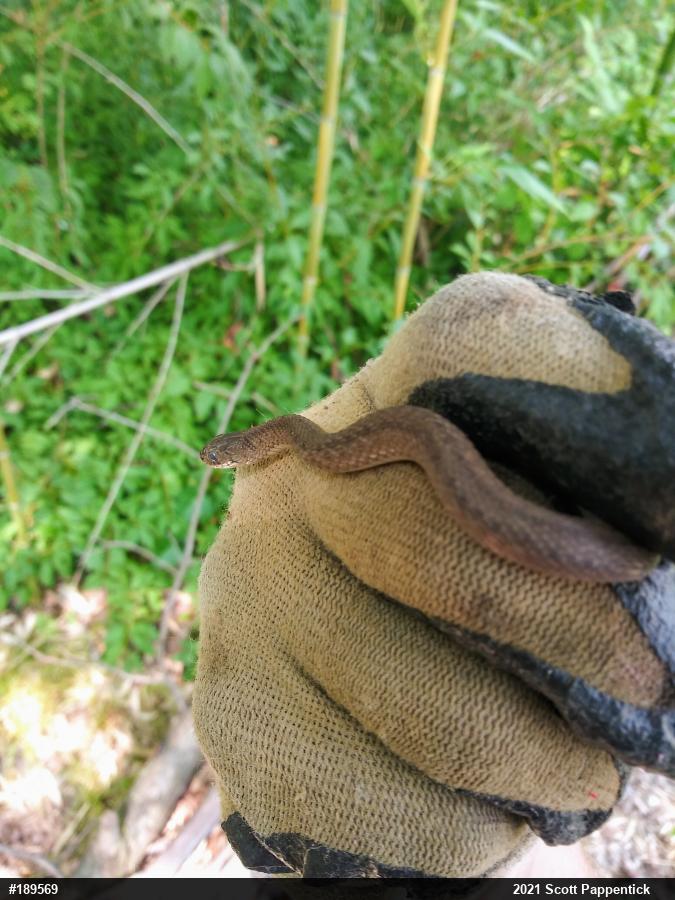 Dekay's Brownsnake