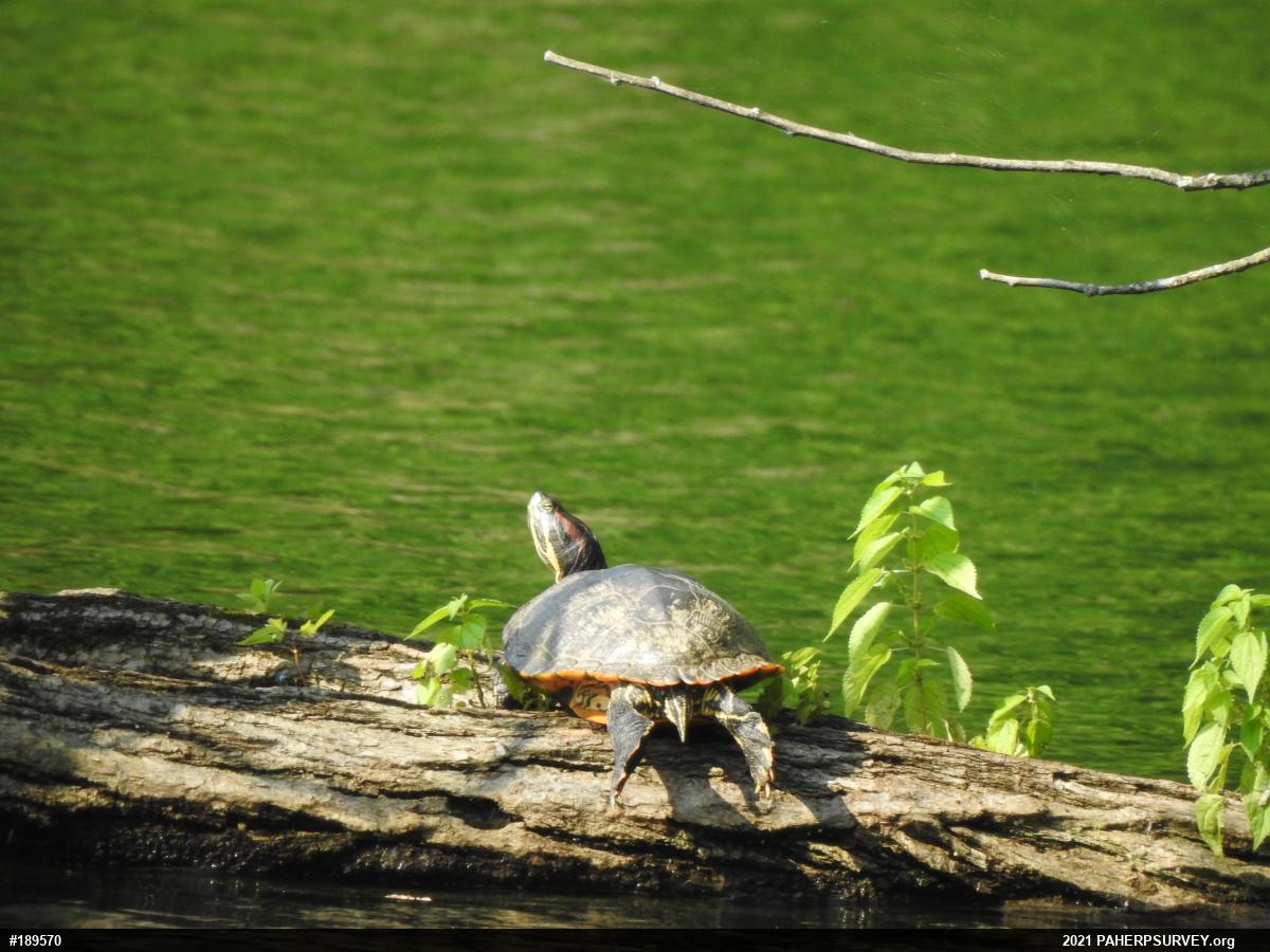 Red-eared Slider