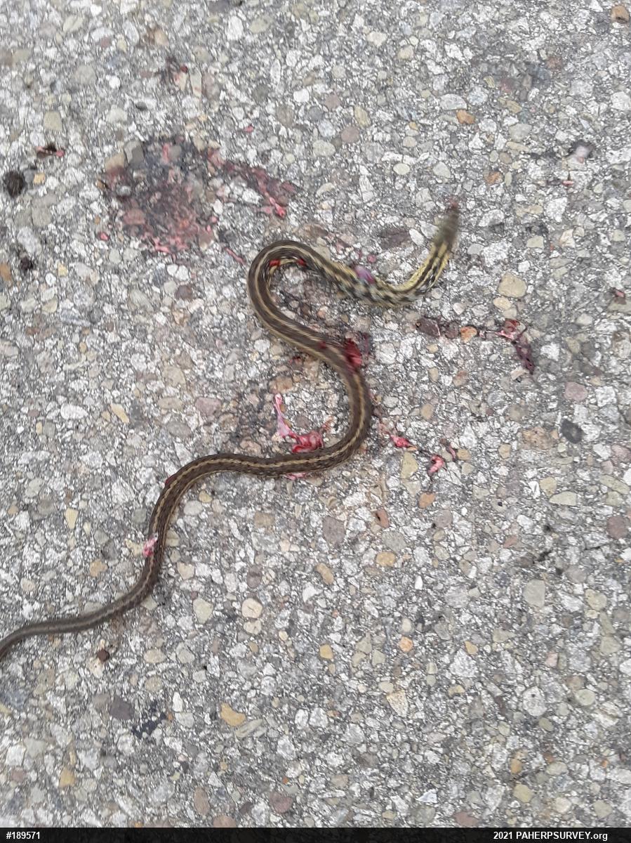 Eastern Gartersnake