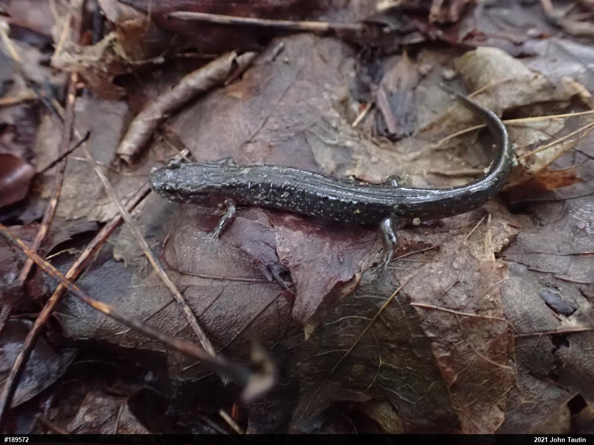 Northern Dusky Salamander