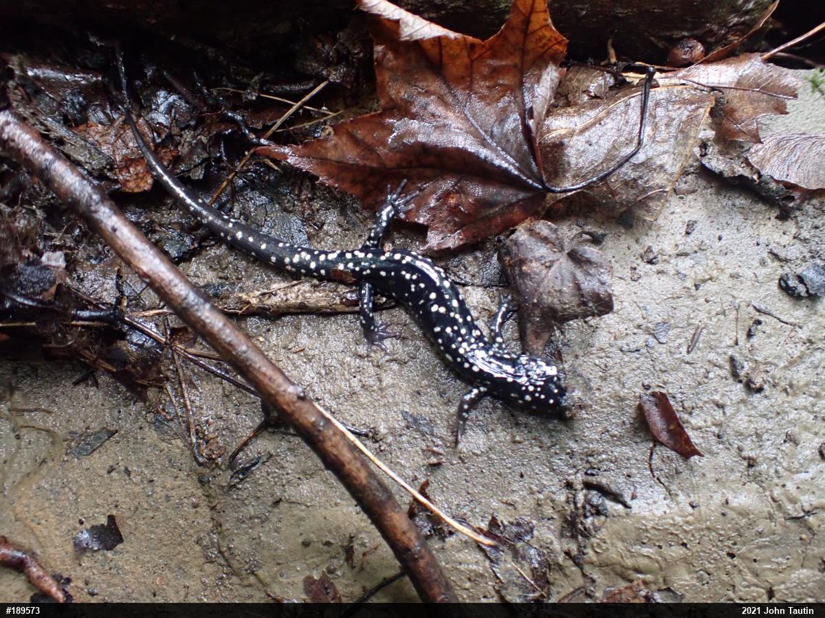 Northern Slimy Salamander