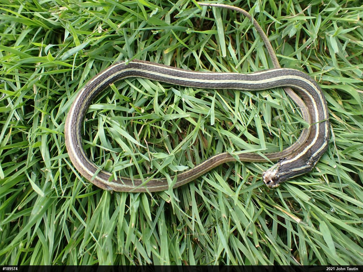 Eastern Ribbonsnake