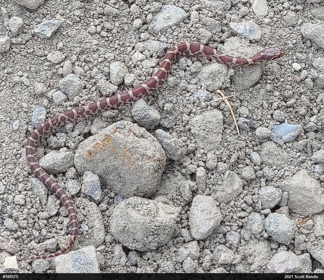 Eastern Milksnake