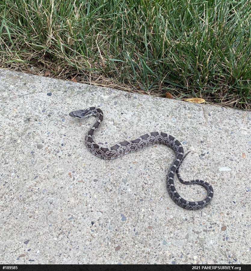 Eastern Ratsnake
