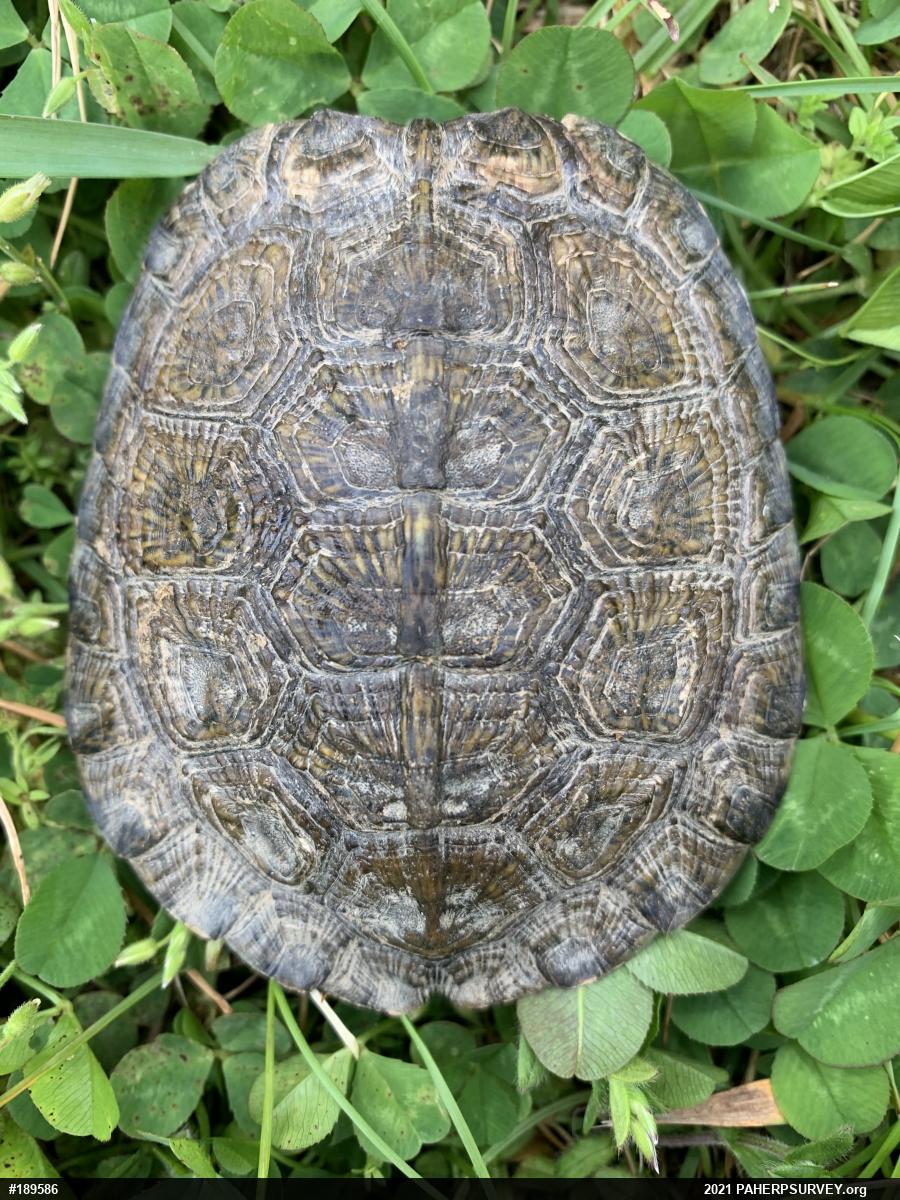 Wood Turtle