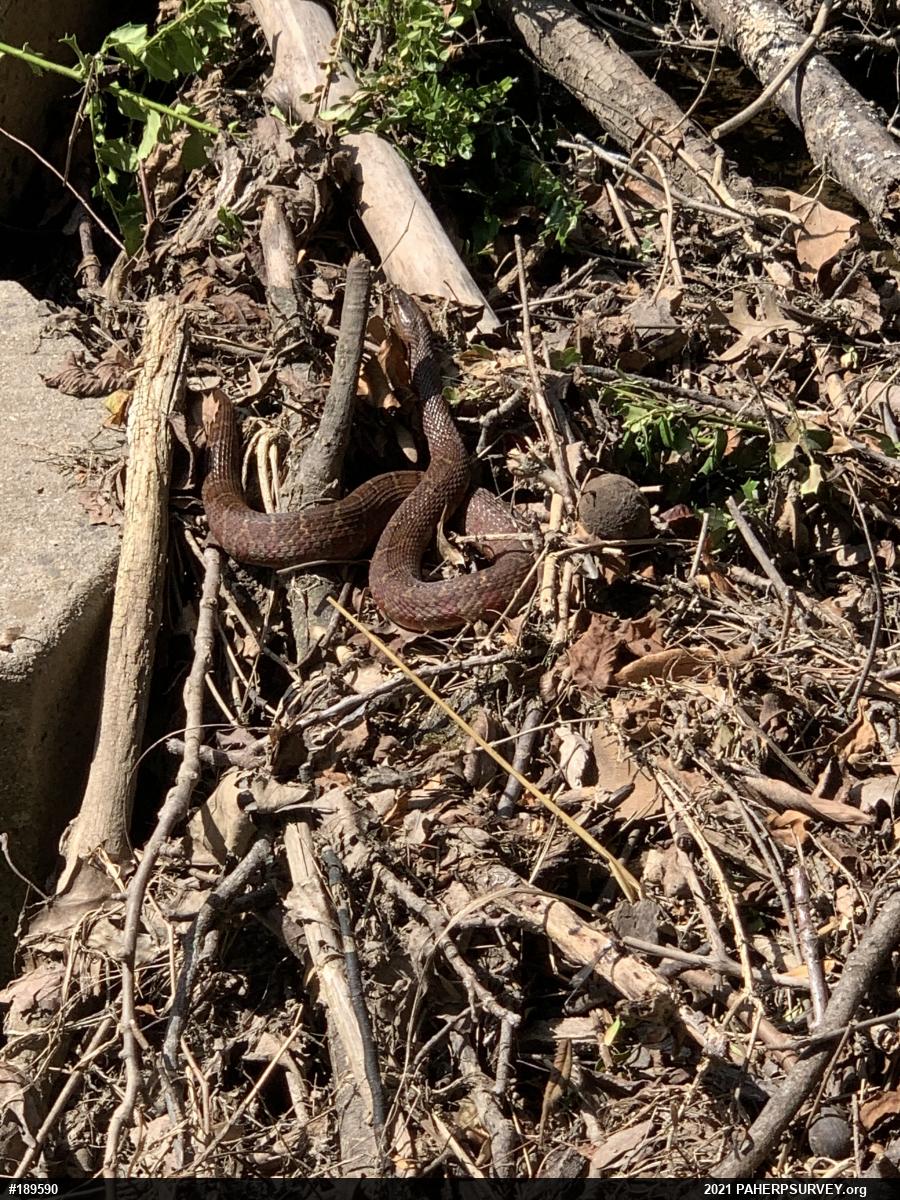 Northern Watersnake