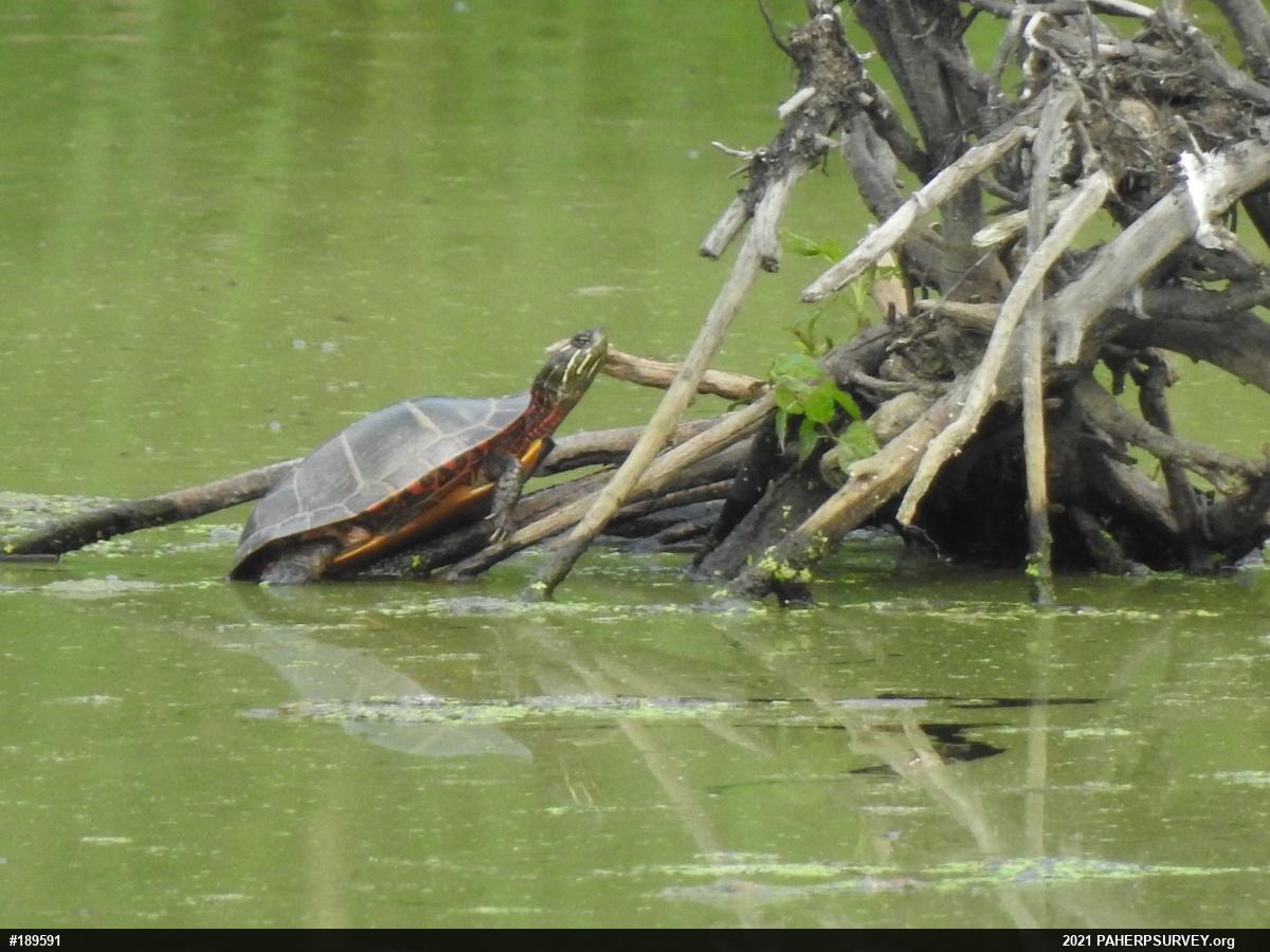 Eastern Painted Turtle