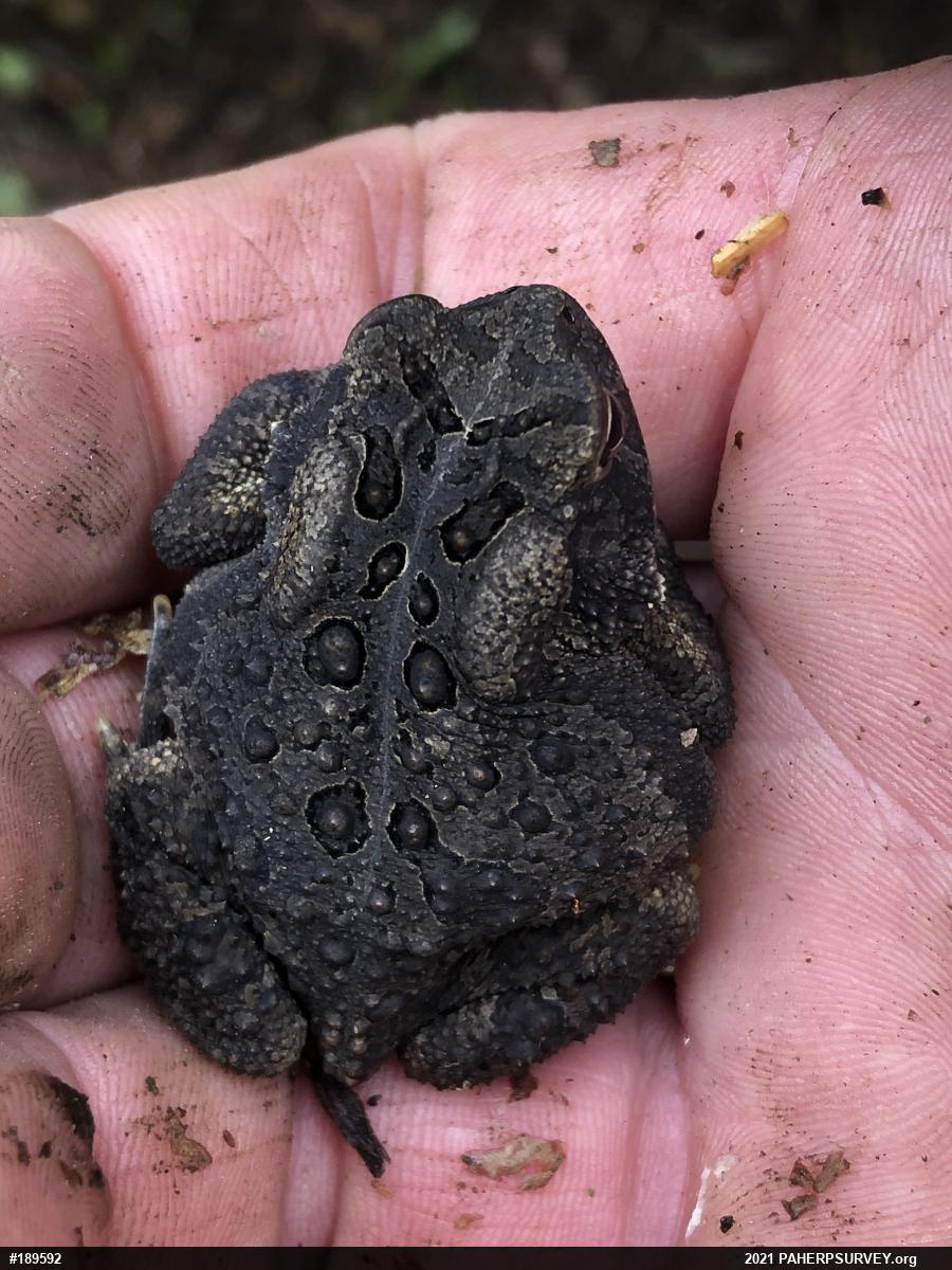 Eastern American Toad