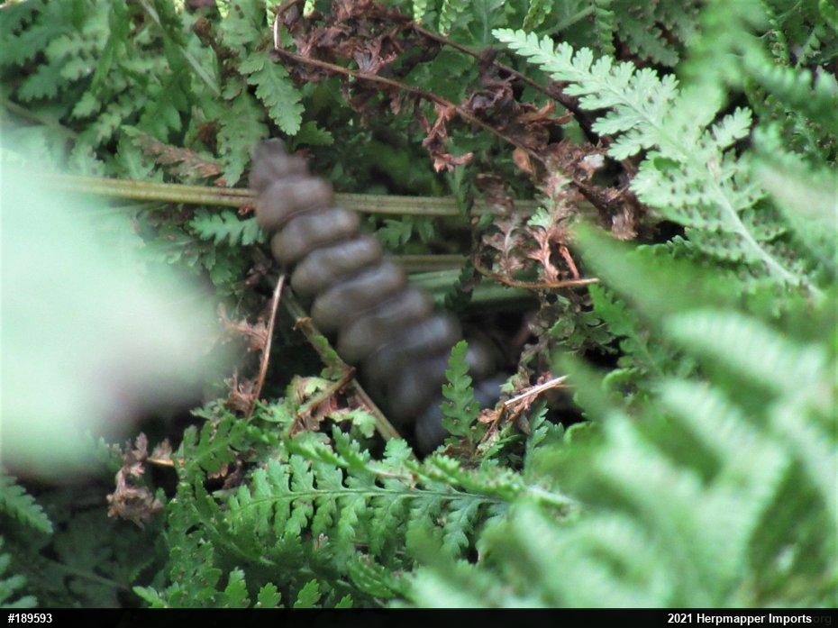 Timber Rattlesnake