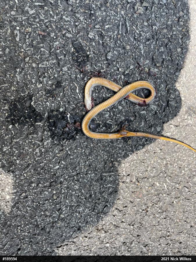 Northern Ring-necked Snake