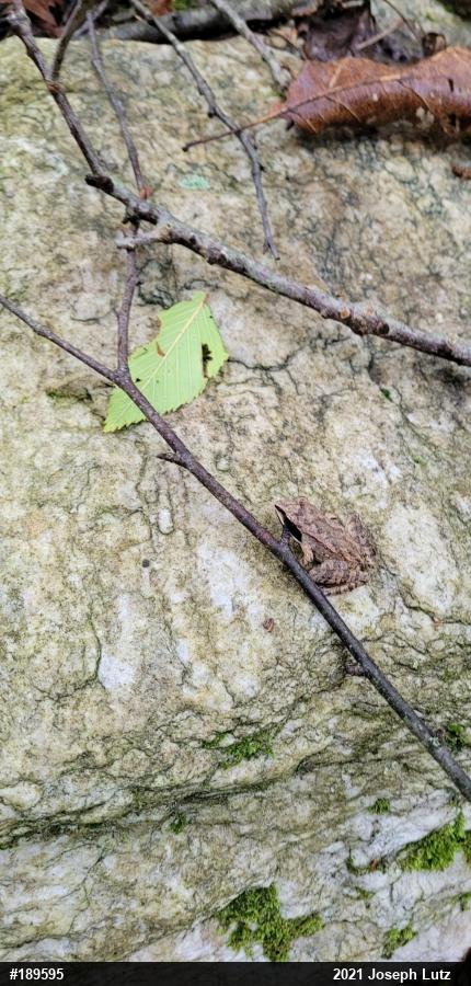 Wood Frog