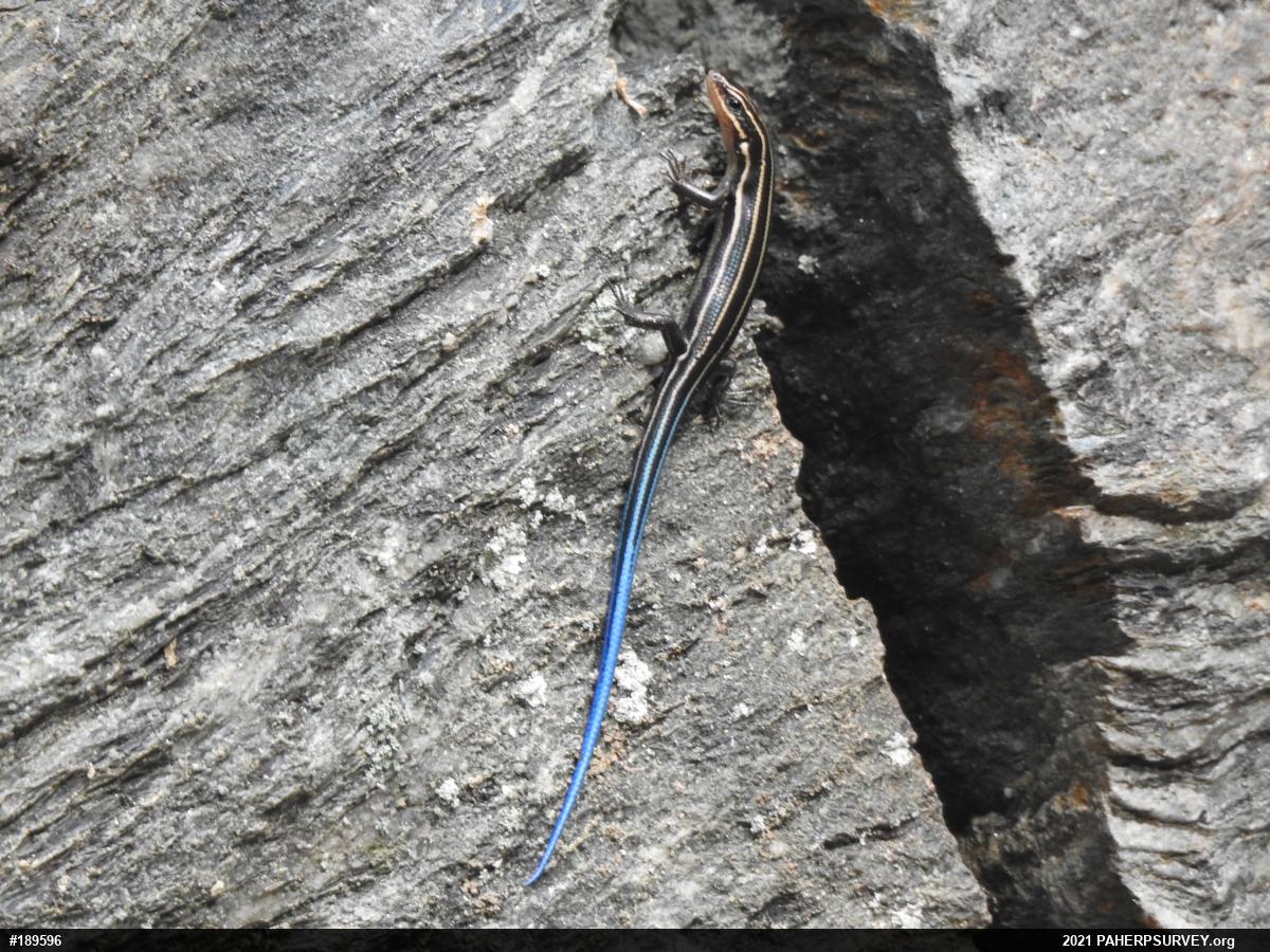 Skinks