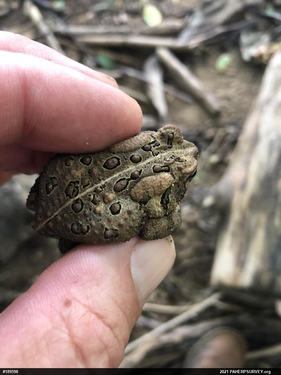 Eastern American Toad